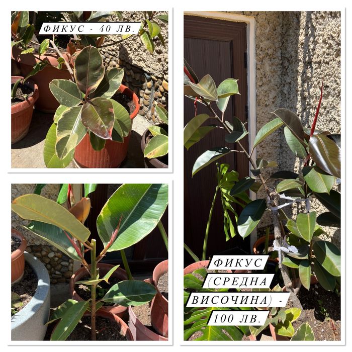 Цветя - Филодендрон, Юка, Бенджамин и други