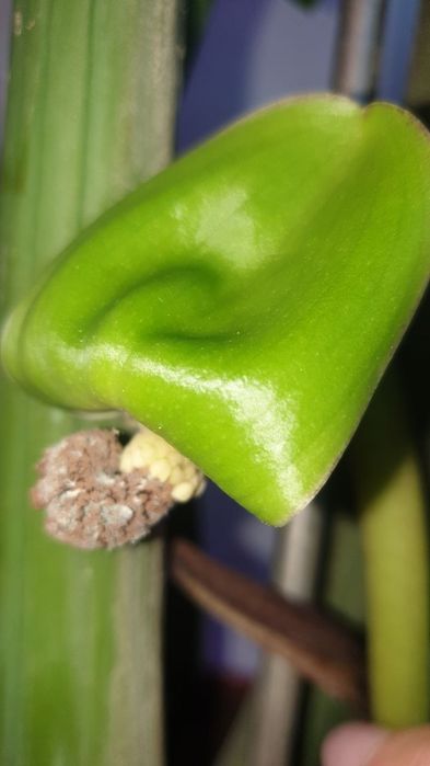 Замиокулькас комнатный цветок , растение для офиса