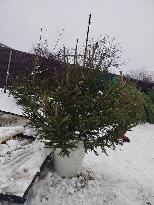 Ёлки Распродажа Подставка для елей 5000