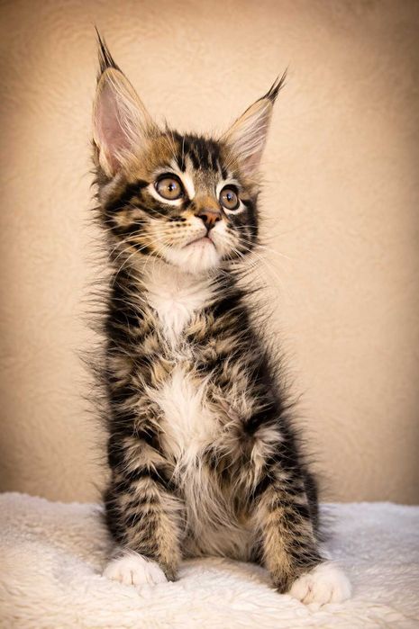 Pisica Maine Coon Regina pădurii Black Tabby (Classic Wild Look de Elită) | Lynx Rune Code