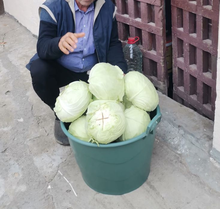 Vând varză murătă BIO, fara conservanti