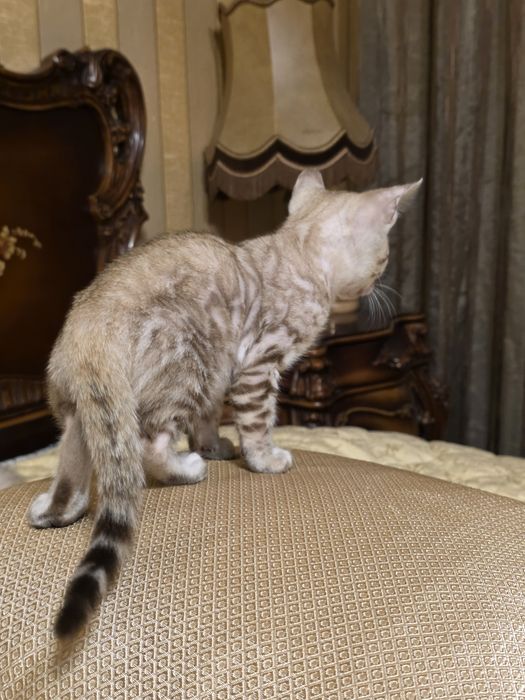 Бенгалски котета
