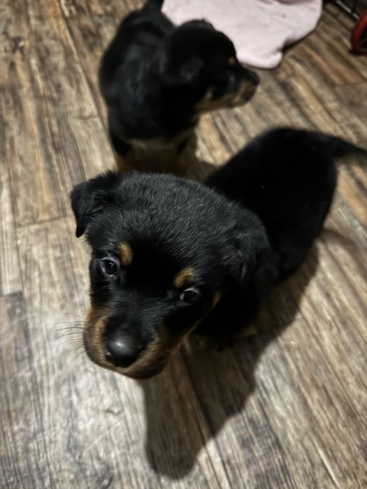 Щенки Ротвейлеры!