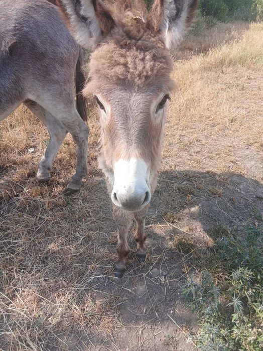 Animale magarii de vanzare femele