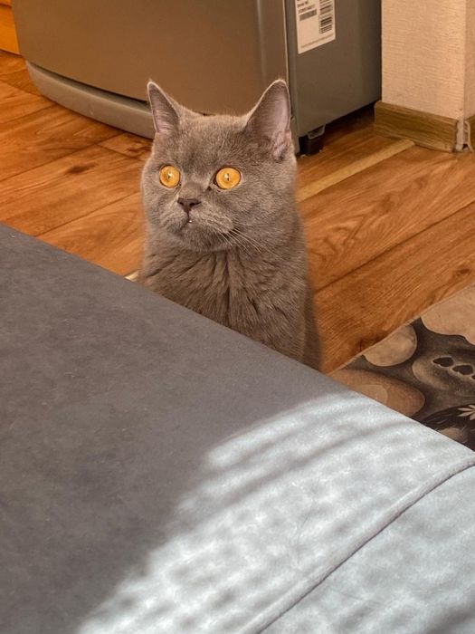 Отдам в хорошие руки