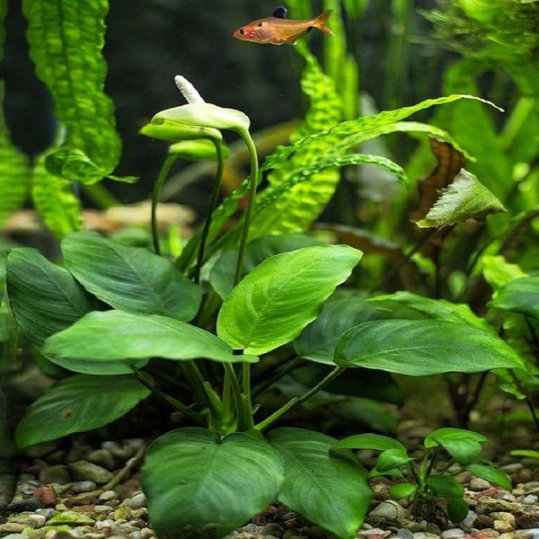 Растения живые..