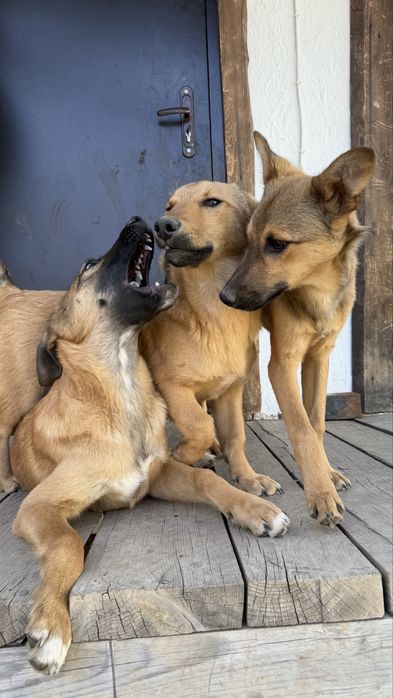 Отдадим щенка только в добрые руки