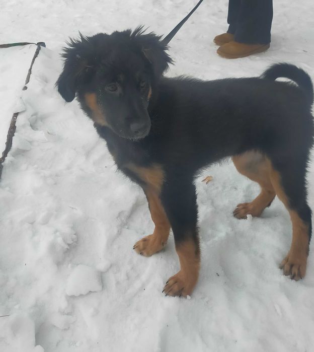 Бесплатно дарим собачку