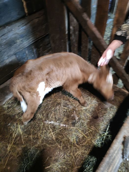 Продам телят бычок и тëлачка