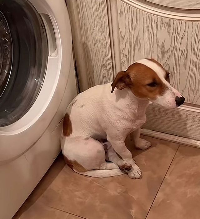 Джек Рассел терьер собаки