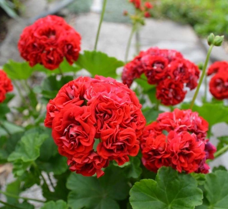 Комнатные цветы от 500 тн