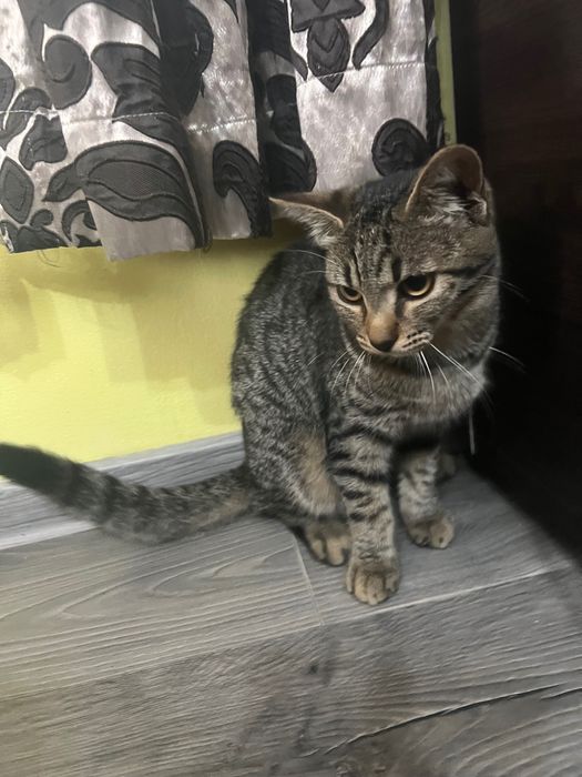 Ofer sper adopție
