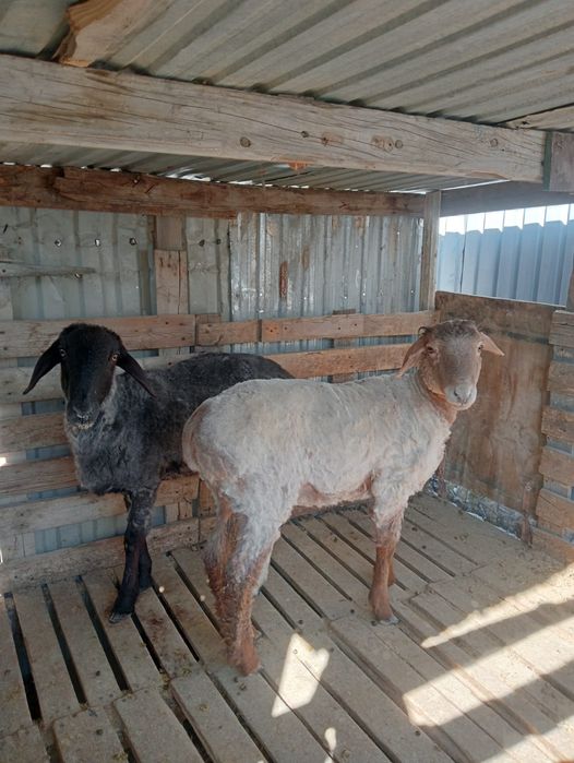 Тоқты ісек сатылады