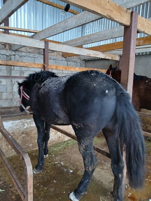 Жылқы сатылады донен