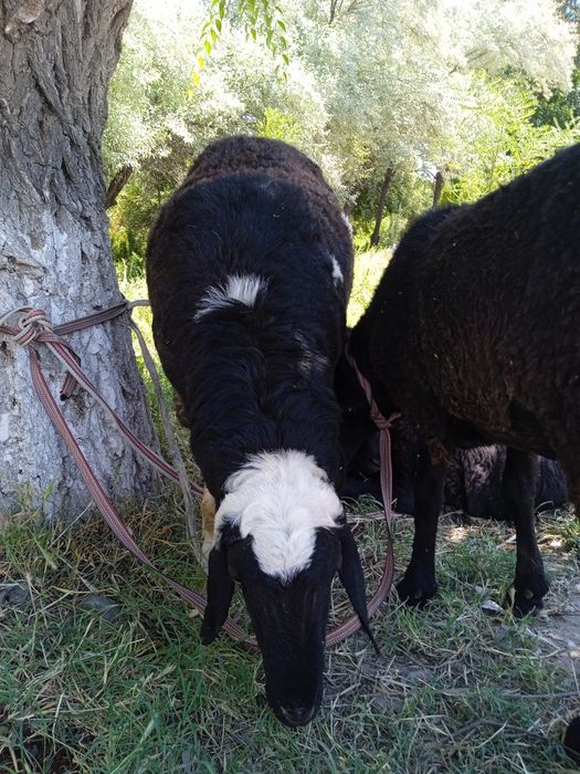 60 50 40 kilo gosh beradi uyda boqilgan oladganla bosa kelishamiz