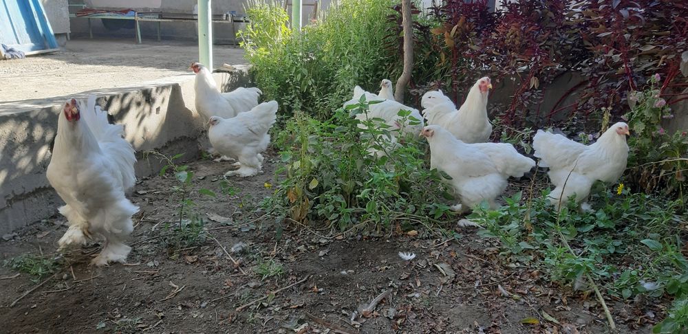 Ок товуклар тухуми сотилади