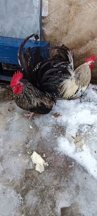 Cocoși chabo tineri de prăsilă