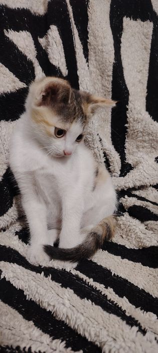 Отдам котёнка, девочка