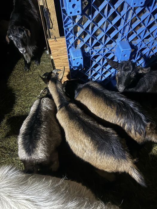 vand iede de anul acesta