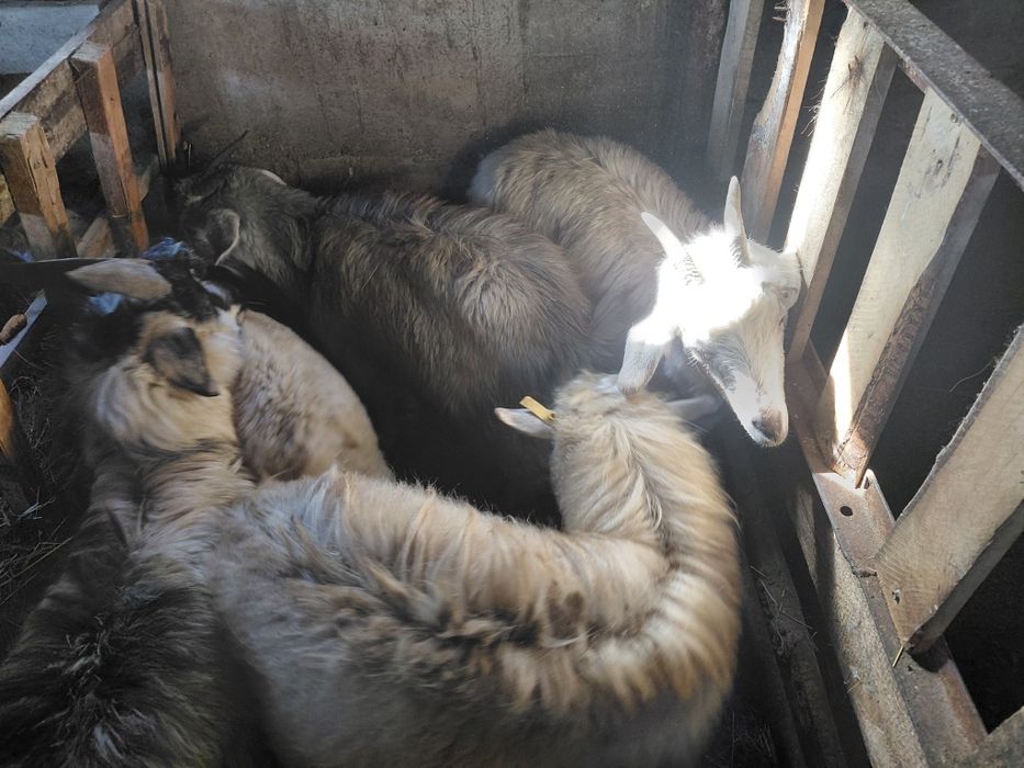 Ешкілер сатылады!