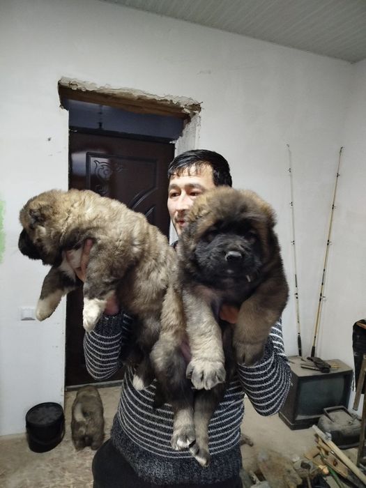 Щенки кавказской овчарки