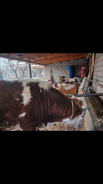 Бұқа сатылады бордақыда тұрған.