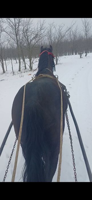 Vând cârlan metis de frizian!vârstă 1 an si 8 luni,perfect sănătos