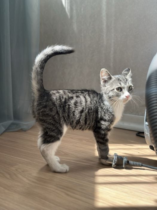 котенок девочка 3 мес