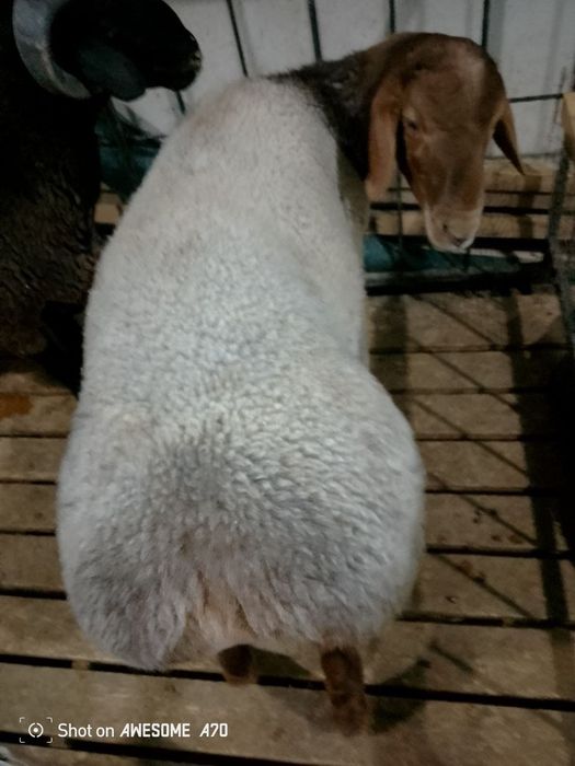 Quzi quchqorlar sotiladi