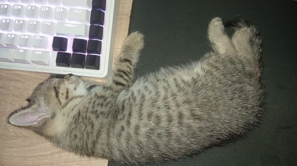 Котенок ищет семью и личный диван!