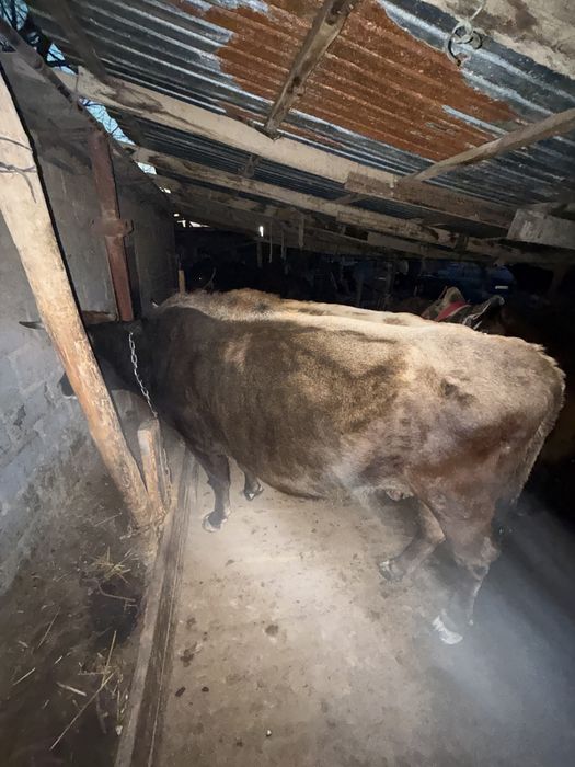 Буаз сыйыр сатылады.