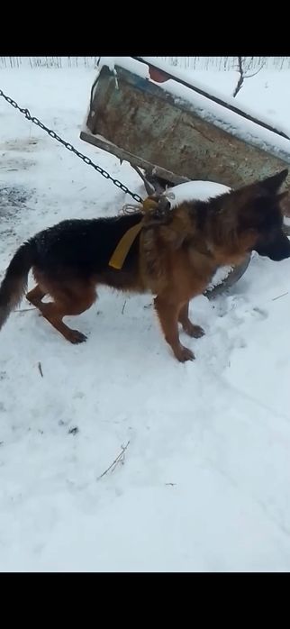 Немес офчарка сотилади