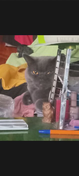 Британская кошка