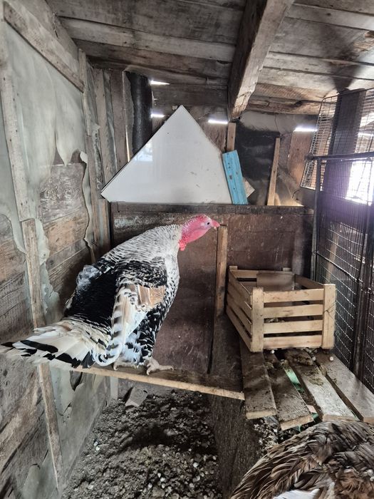 Индюки на племя узбекская палевая