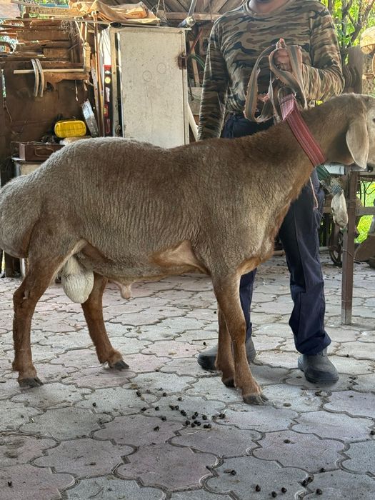 Арашан Кошкар линия Корабль