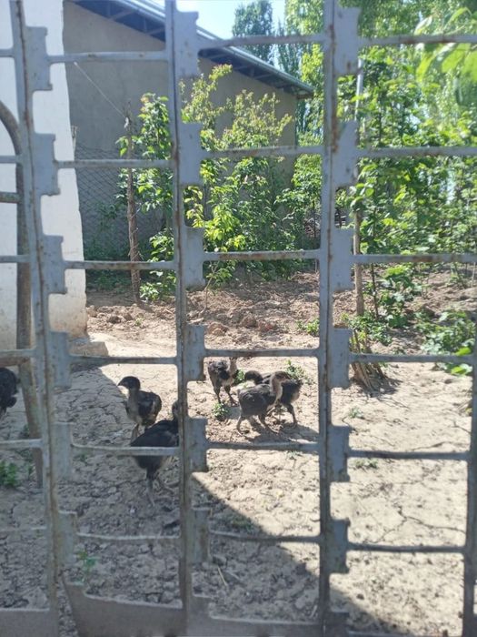Кора Шахзода жужалари