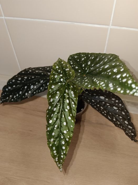 Бегонии и другие комнатные растения