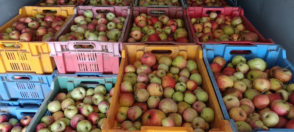 Mere de industrie pentru palinca