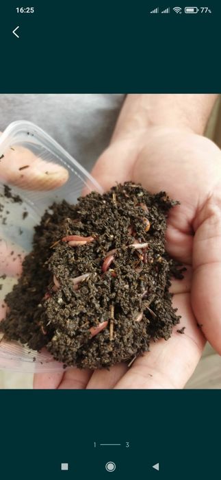 Черви для рыбалки