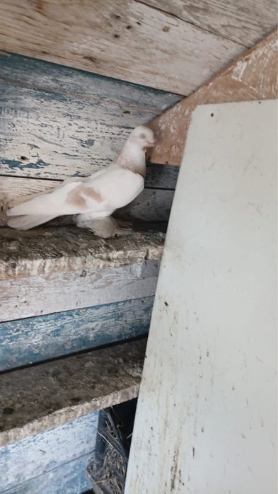 Продам голубей от 10 тыс