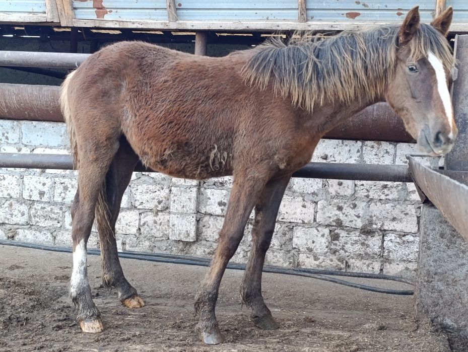 Продам жеребчика полторашку и кобылку