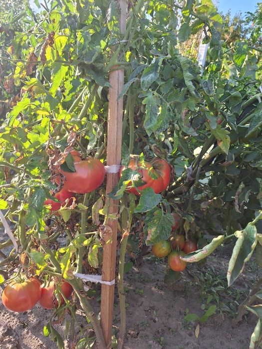 Продам дачу на Бобровке