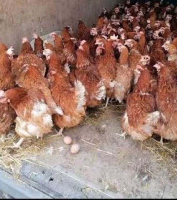 Vând Gaini Roși Outoare