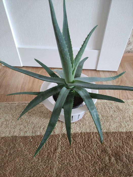 Алоэ крупное по 3000