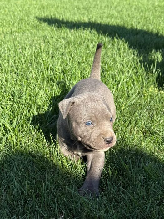 Продават се pitbull/bully