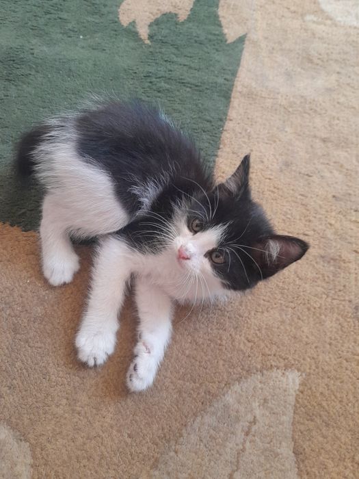 Одам. Катенка хороший руки