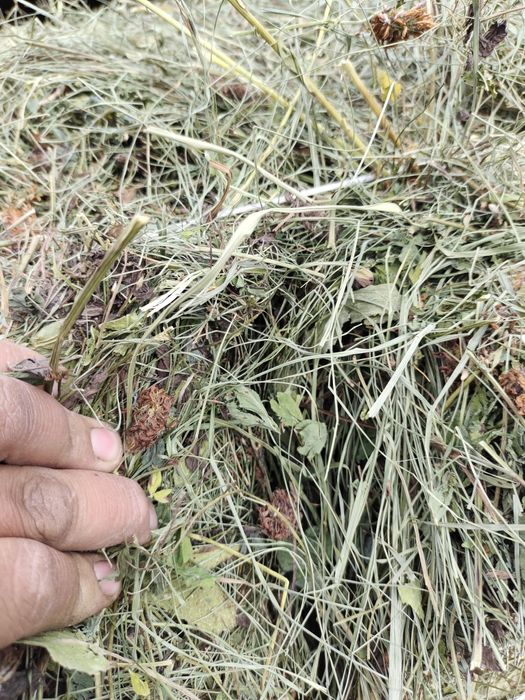 Сено шоп жонышка