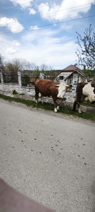 Vând junincă la prima fatare