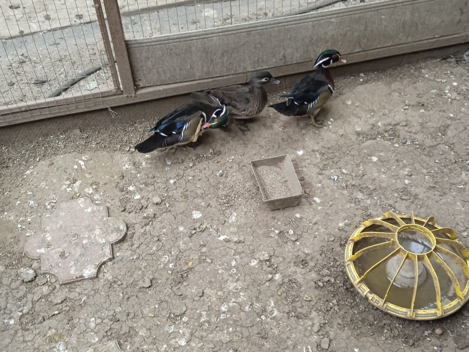 Утки мандаринки каролинки