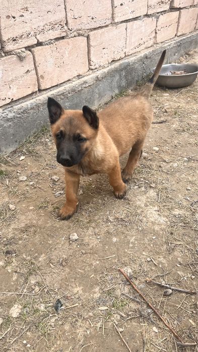 Бельгийская овчарка малинуа